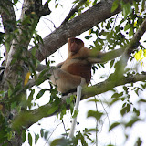 A male proboscis monkey.  The most famous nose in Borneo.