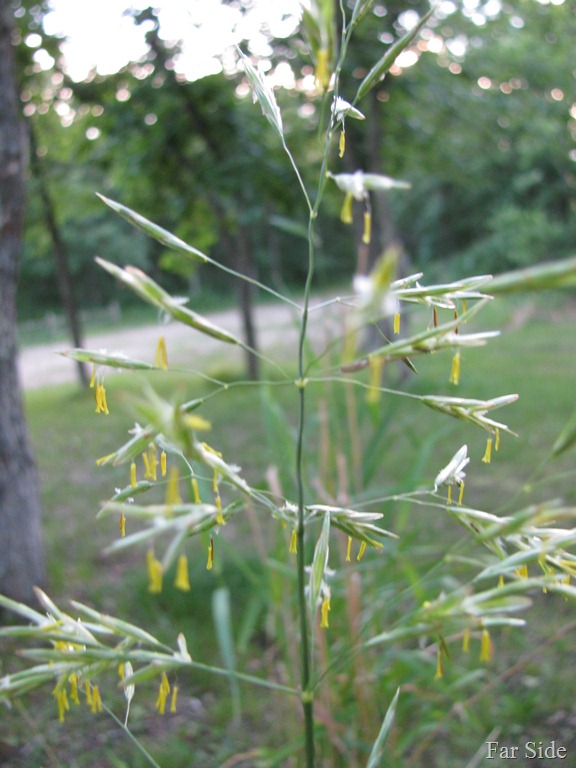 [Blooming%2520Grass%255B9%255D.jpg]