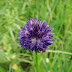 Allium%252520aucheri%25252c%252520margahovit%252520pass%25252c%2525202011.07.03%252520%25252801%252529