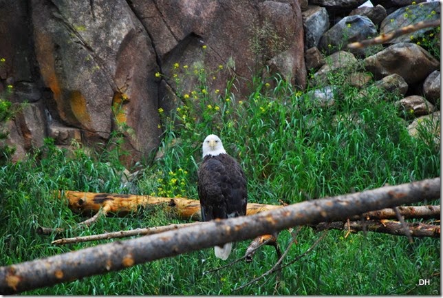 08-06-14 Grizzly and Wolf Discovery Center (76)