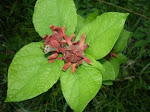 Sweet Gum shrub's flower