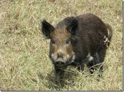 wild-hog-400x290 wild-hog-400x290