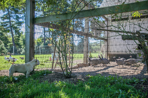 Francesca, don't forget that there are also two Pomeranian geese, which are very protective of all the fowl in the coop, even though they are as loud as can be! Francesca, don't forget that there are also two Pomeranian geese, which are very protective of all the fowl in the coop, even though they are as loud as can be!