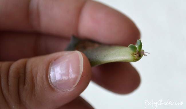 How To Propagate Succulents