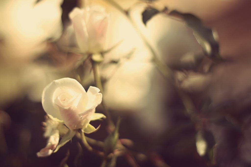 [flowers3%255B7%255D.jpg]