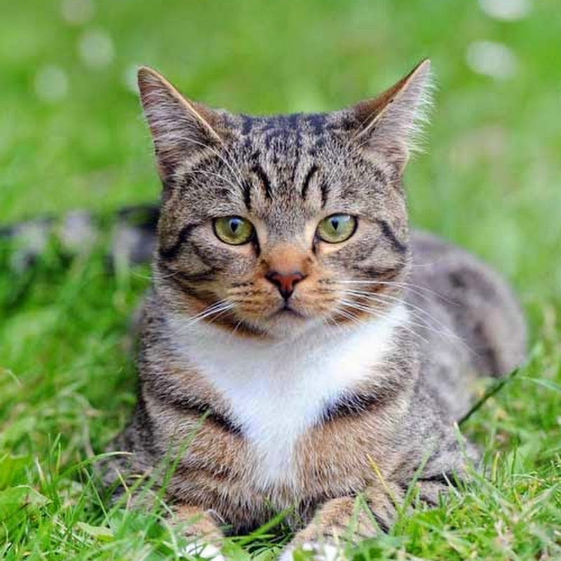 Cat Saves Boy From Bullies