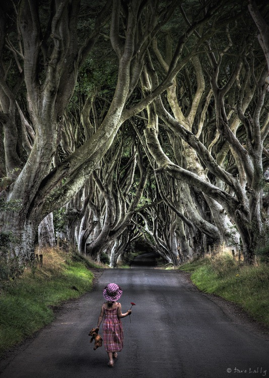 dark-hedges-4