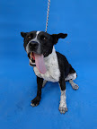 CHULA. Hembra 4 años. Es muy cariñosa y juguetona con la gente pero puede morder si se siente amenazada. No convive con ningún animal