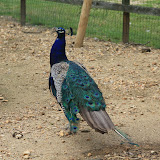IMG_2811.JPG