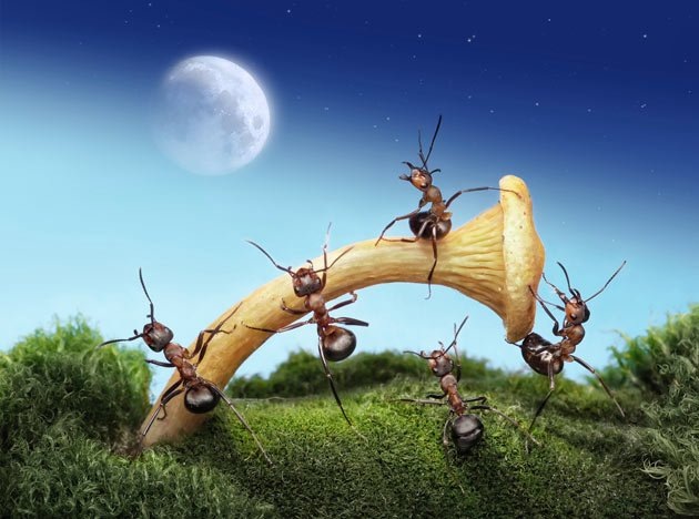 [fantasy-world-of-ants7%255B7%255D.jpg]