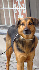 This sweet pooch struck me as going by the name 