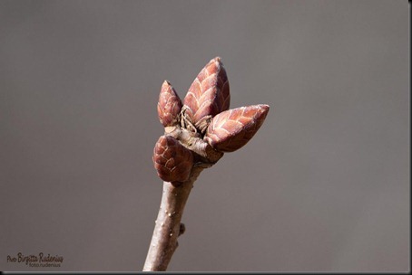 macro_20120303_oak