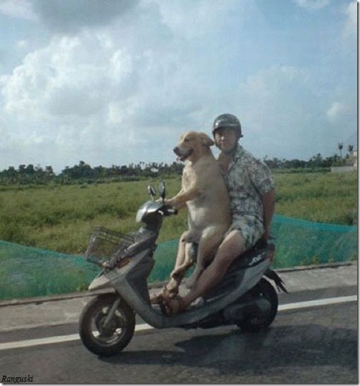funny-animal-riding-bike