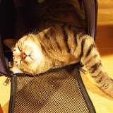 20120127Gustav