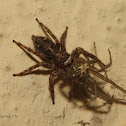 Pantropical Jumping Spider (Female)
