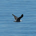 Heermans.gull.dscn2418