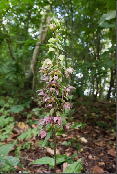 Broad leaved Helleborine