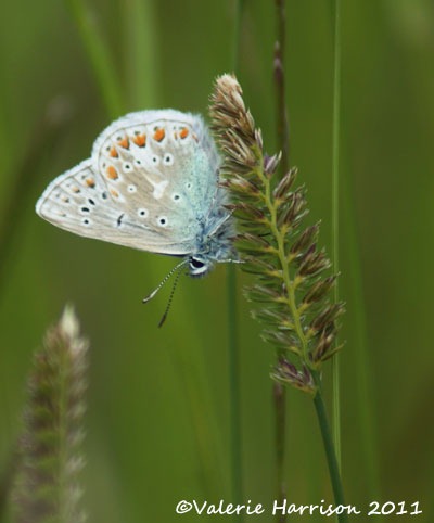 [32-common-blue-butterfly%255B2%255D.jpg]