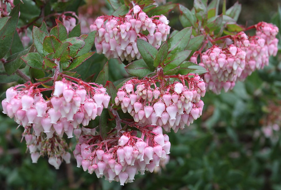 [120211_UCSC_Arboretum_Arctostaphylos%2520pajaroensis%2520Brett%2527s%2520Beauty_02%255B3%255D.jpg]