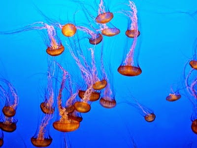[jellyfish3.jpg]