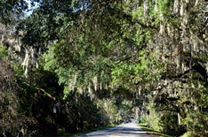 On the way to Micanopy