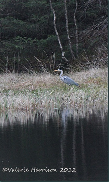 6-heron