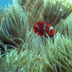 Big and small anemonefish at US Liberty wreck (Tulamben, Bali)