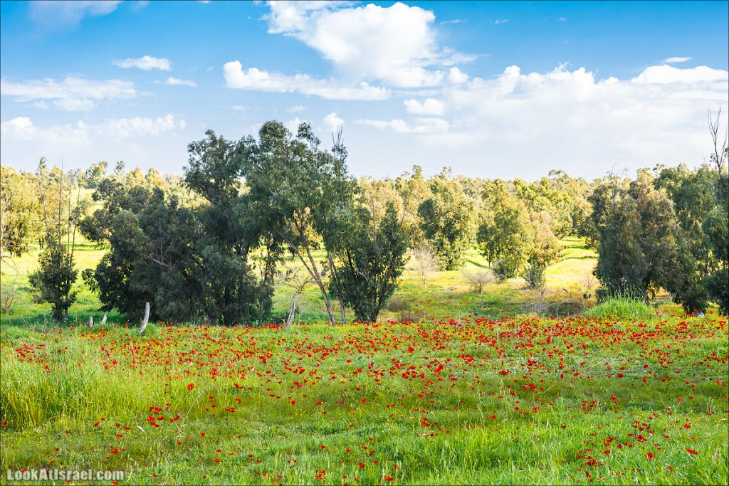 () - LookAtIsrael.com - | Red South festival of anemones in Negev | דרום אדום - קלניות בבארי () - LookAtIsrael.com - | Red South festival of anemones in Negev | דרום אדום - קלניות בבארי