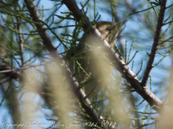 Spotting Image 1