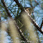 Warbler