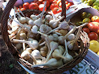 The tastiest, spiciest, freshest garlic ever.