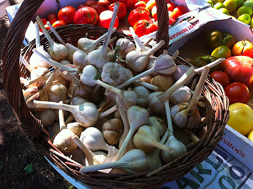 The tastiest, spiciest, freshest garlic ever.