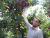 Picking Apples