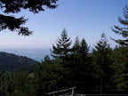 california_sequoia