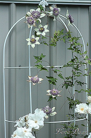 [Clematis_Florida_Seiboldii_May20%255B10%255D.jpg]