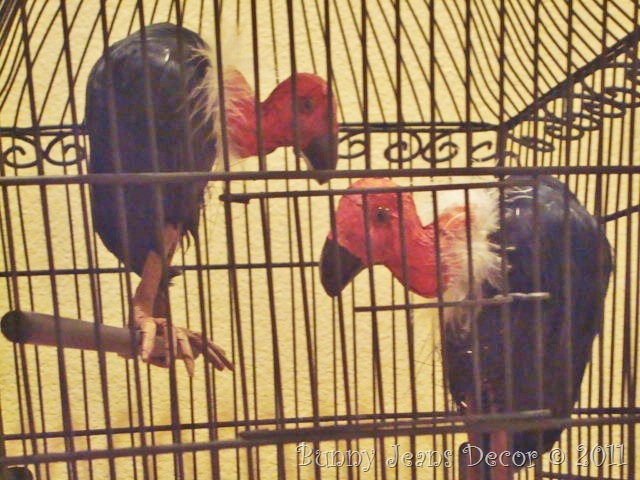 Buzzard Cage Buzzard Cage