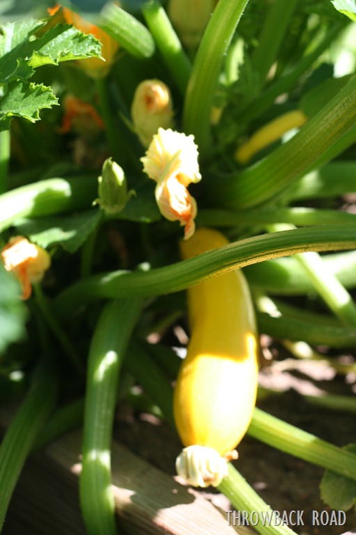 [garden%2520walk%2520July%252017%2520012%255B5%255D.jpg]