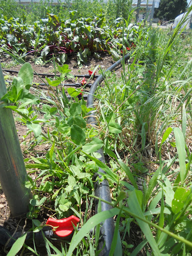 The Urban Roots Farm utilizes drip irrigation, which delivers water directly to the plant roots and conserves water.
(Photo credit: Samuel Crowe)