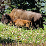 Mamãe e bebê - Estrada para Watson Lake, Yukon, Canadá