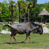 Safaripark_130527-005.JPG