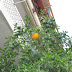 During our first attempt to find the Hellenic Foundation Tholos-thing, we came across this tree with one orange...