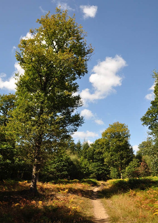 [Woodland%2520path%255B3%255D.jpg]