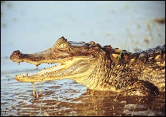 bichos-brasil-repteis-jacare-de-papo-amarelo