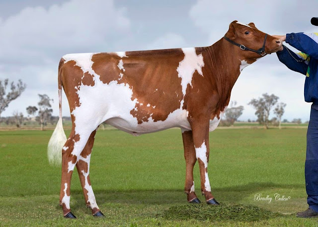 Llandovery Blushs Jinny.jpg