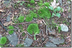 moss moss