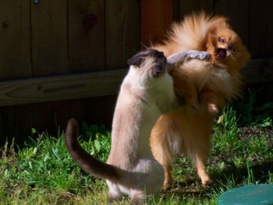 [viral-picdump-pics-99a1b1%255B2%255D.jpg]