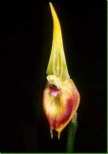 OR Masdevallia_pinocchio