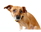Shelby...
waiting to be adopted at The Humane Society of New York. 
See link at end of blog post for more details.
Photo by Richard Phibbs.