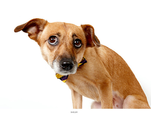 Shelby...
waiting to be adopted at The Humane Society of New York. 
See link at end of blog post for more details.
Photo by Richard Phibbs.