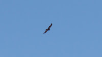 DSC02864.jpg